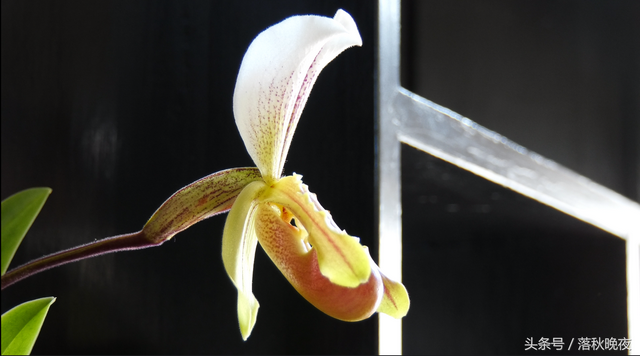 赞美兰花的诗句，赞美兰花的经典诗句（名贵兰花咏诗三首）