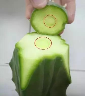 仙人掌的嫁接方法，仙人掌的嫁接教案（4步教你仙人掌嫁接）