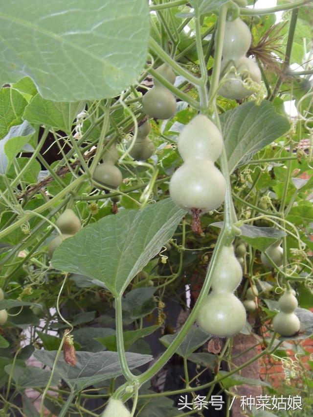 怎么种葫芦 葫芦的种植方法，怎么种葫芦（小葫芦的种植方法）