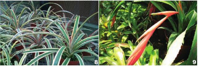 凤梨跟菠萝的区别，凤梨与菠萝的区别是什么（凤梨\u0026菠萝）