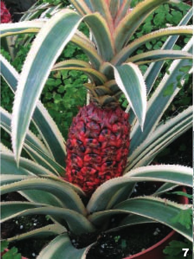 凤梨跟菠萝的区别，凤梨与菠萝的区别是什么（凤梨\u0026菠萝）