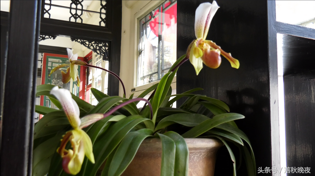 赞美兰花的诗句，赞美兰花的经典诗句（名贵兰花咏诗三首）