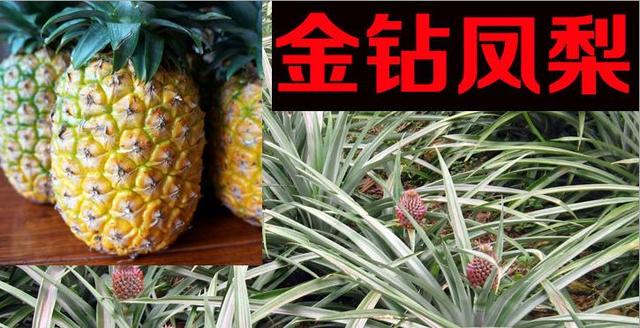 凤梨跟菠萝的区别，凤梨与菠萝的区别是什么（凤梨\u0026菠萝）