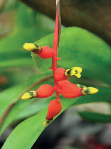 凤梨跟菠萝的区别，凤梨与菠萝的区别是什么（凤梨\u0026菠萝）