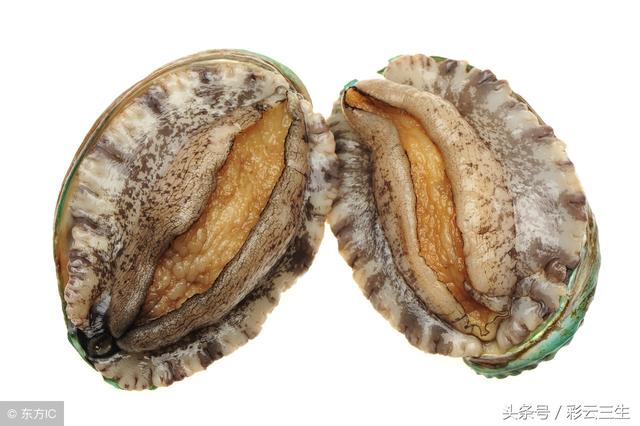 鲍鱼的养殖方法与管理，人工养殖鲍鱼技术