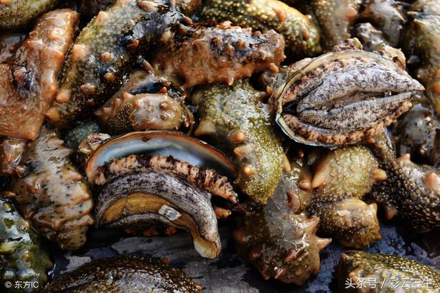 鲍鱼的养殖方法与管理，人工养殖鲍鱼技术