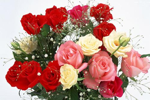 鲜花批发怎么找货源，鲜花在哪里进货（批发鲜花的价格多少钱一朵）