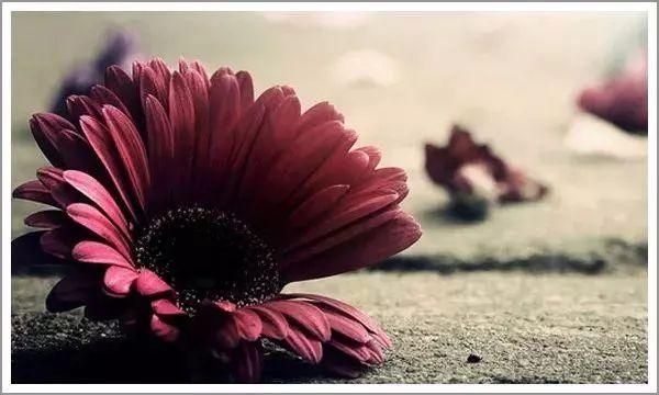 每天十句话，每天十句话句句都精彩天涯（“再见”容易，再见很难）