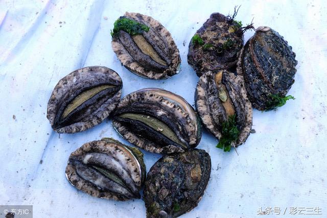 鲍鱼的养殖方法与管理，人工养殖鲍鱼技术