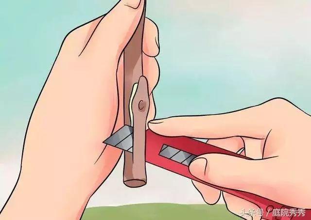 嫁接树苗的方法和技术，苗木嫁接与培育技术（果树最常用的5种嫁接方法！）