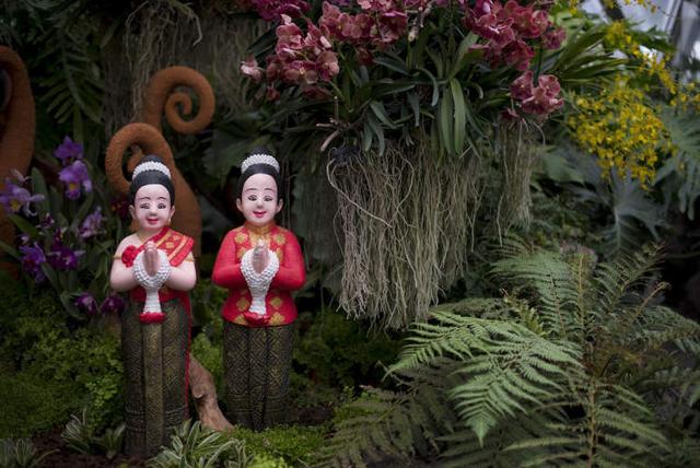 美冠兰价格是多少钱一棵，美冠兰价格是多少钱一棵（美冠兰是什么植物）