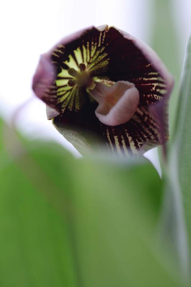 美冠兰价格是多少钱一棵，美冠兰价格是多少钱一棵（美冠兰是什么植物）