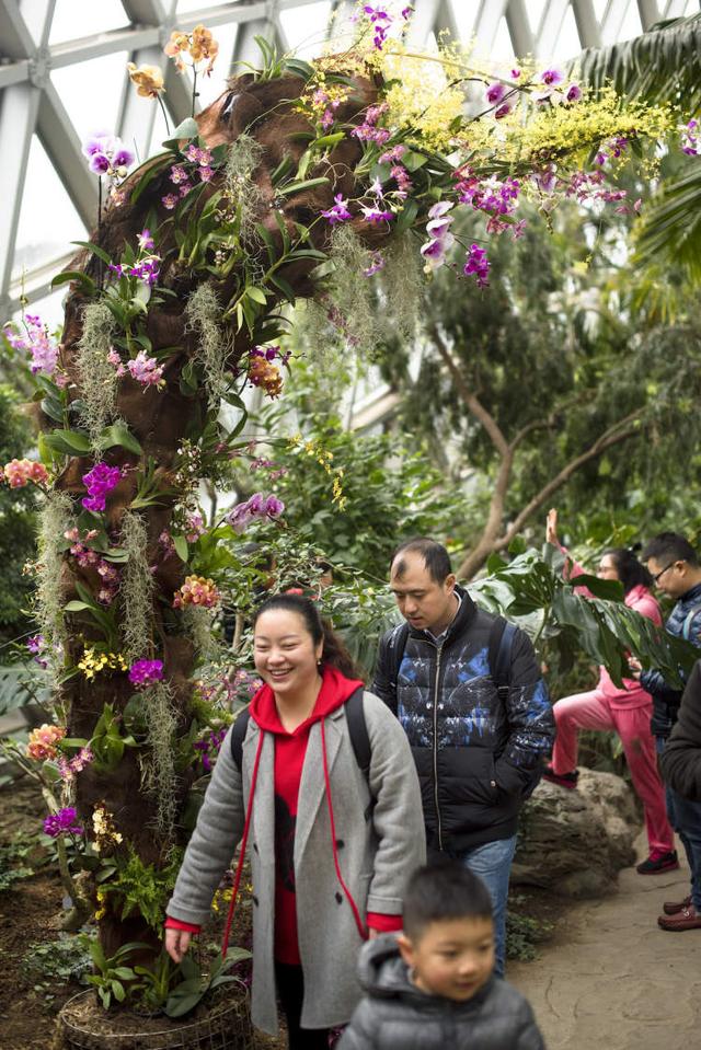 美冠兰价格是多少钱一棵，美冠兰价格是多少钱一棵（美冠兰是什么植物）