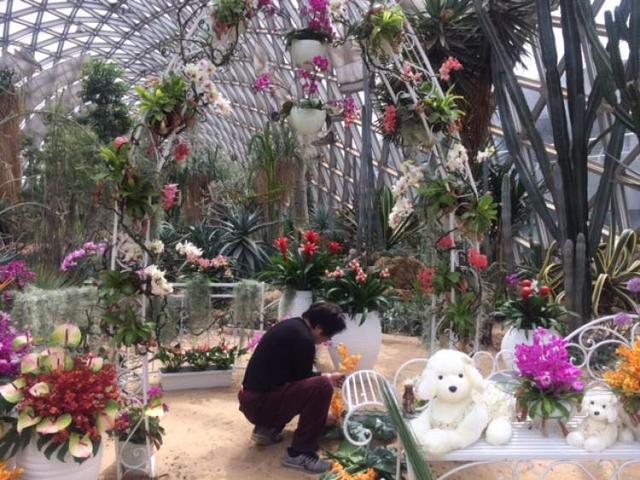 美冠兰价格是多少钱一棵，美冠兰价格是多少钱一棵（美冠兰是什么植物）