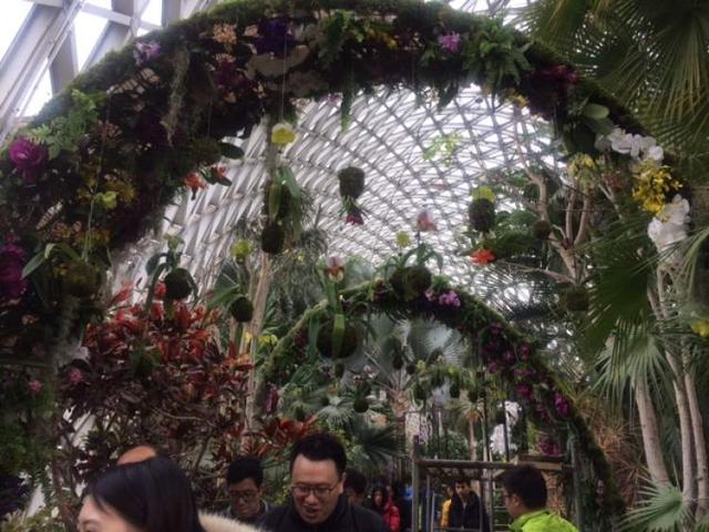 美冠兰价格是多少钱一棵，美冠兰价格是多少钱一棵（美冠兰是什么植物）