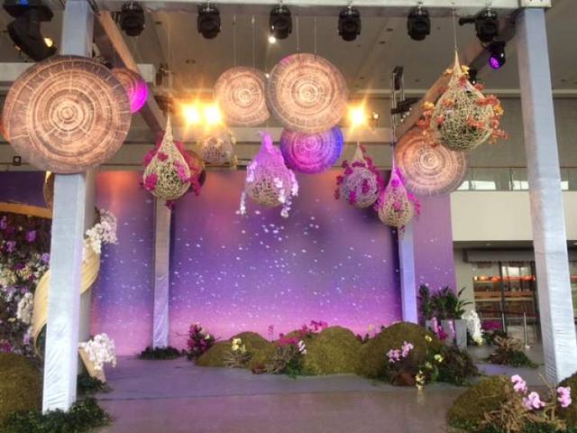 美冠兰价格是多少钱一棵，美冠兰价格是多少钱一棵（美冠兰是什么植物）