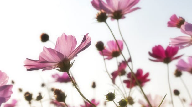 仙气十足的群头衔，仙气十足的群头衔四个字（群头衔名称唯美古风6个字）