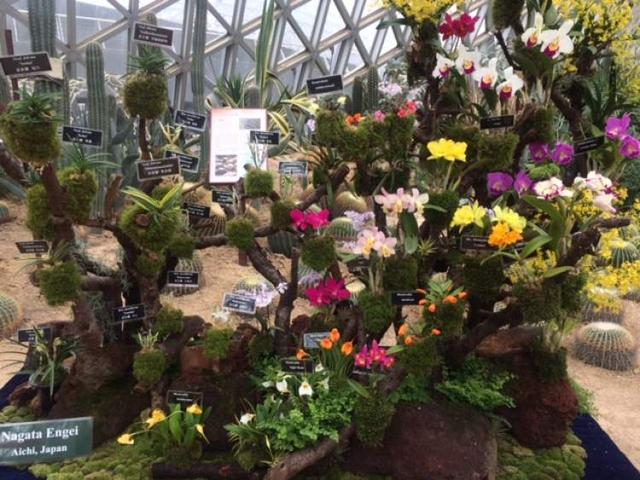 美冠兰价格是多少钱一棵，美冠兰价格是多少钱一棵（美冠兰是什么植物）