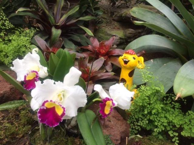 美冠兰价格是多少钱一棵，美冠兰价格是多少钱一棵（美冠兰是什么植物）