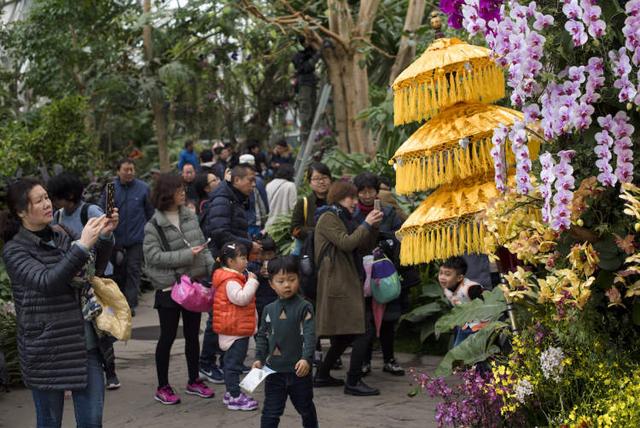 美冠兰价格是多少钱一棵，美冠兰价格是多少钱一棵（美冠兰是什么植物）