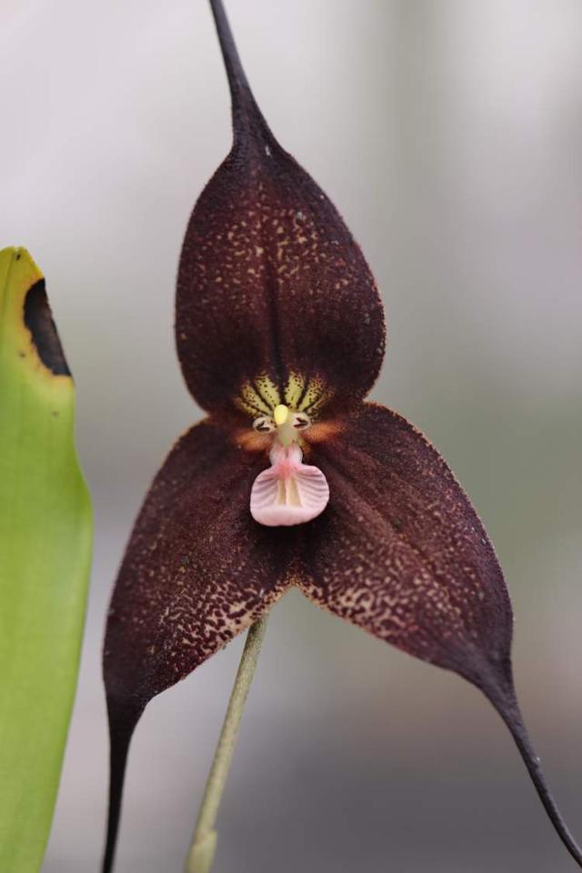 美冠兰价格是多少钱一棵，美冠兰价格是多少钱一棵（美冠兰是什么植物）