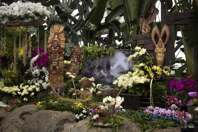 美冠兰价格是多少钱一棵，美冠兰价格是多少钱一棵（美冠兰是什么植物）