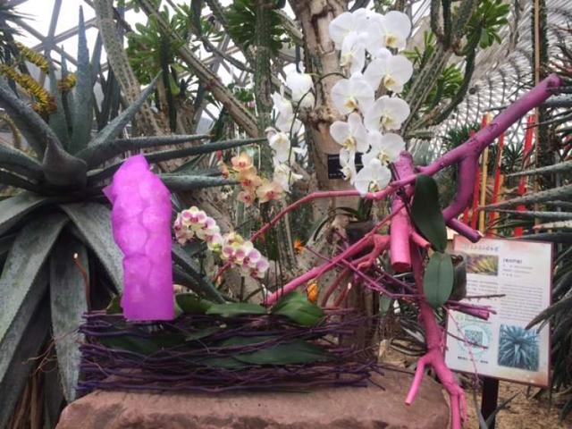 美冠兰价格是多少钱一棵，美冠兰价格是多少钱一棵（美冠兰是什么植物）