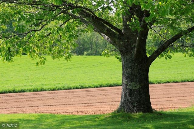 致橡树作者，致橡树作者向往的真正的爱情是什么样的（舒婷《致橡树》朗诵及赏析）
