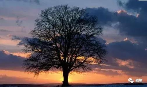 致橡树作者，致橡树作者向往的真正的爱情是什么样的（舒婷《致橡树》朗诵及赏析）