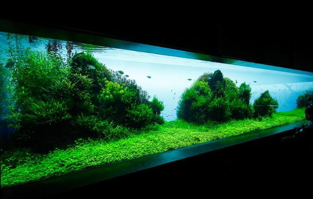 天野尚，水草造景之父~~~天野尚（天野尚造景）