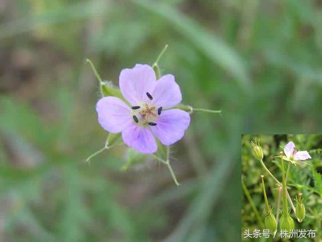荠菜的荠怎么读，荠菜的荠的读音（可这些植物名99%的人都会读错）