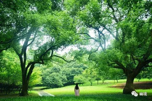 致橡树作者，致橡树作者向往的真正的爱情是什么样的（舒婷《致橡树》朗诵及赏析）