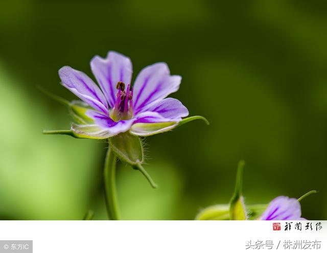 荠菜的荠怎么读，荠菜的荠的读音（可这些植物名99%的人都会读错）