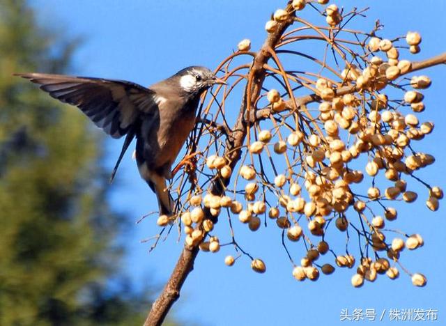 荠菜的荠怎么读，荠菜的荠的读音（可这些植物名99%的人都会读错）