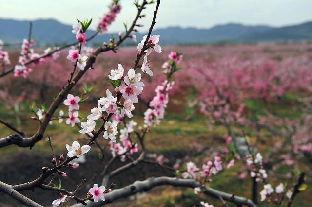 三月份去北京旅游怎么样，几月去北京旅游比较好（阳春三月，适合去哪游玩）