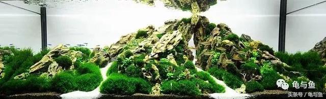 一升与一公升有什么区别，一公升跟一升区别（水族常用计量单位科普）