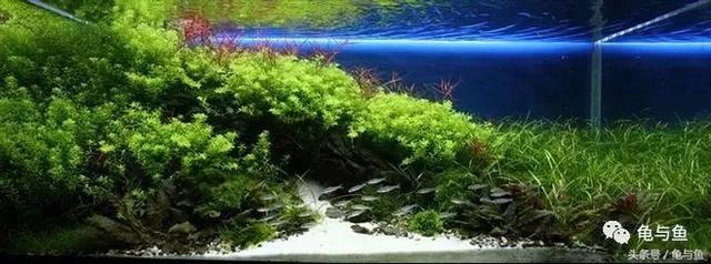 一升与一公升有什么区别，一公升跟一升区别（水族常用计量单位科普）