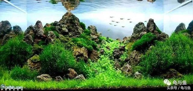 一升与一公升有什么区别，一公升跟一升区别（水族常用计量单位科普）