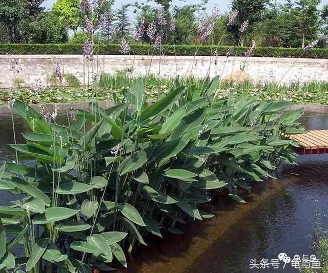 應用在水族中的植物大致分為:1.沉水植物:皇冠草等各種水草2.