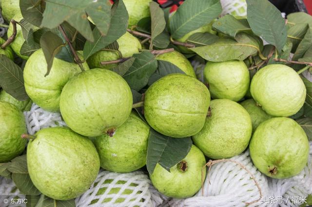 红心芭乐的功效与作用及禁忌，白心芭乐的功效（吃芭乐有什么好处和禁忌）