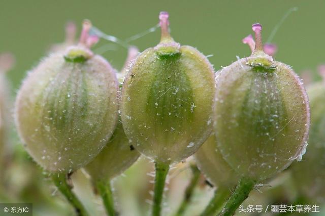 独活的作用与功效，独活的功效与作用点（祛风湿中药，独活的三大功效）