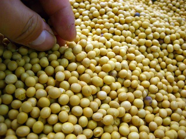 自己在家怎么养小龙虾，自己在家怎么养小龙虾苗（不买任何饲料投喂小龙虾）