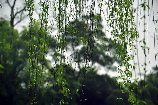 微风轻拂的拂是什么意思，微风轻拂着的意思（关于咏柳的诗词）