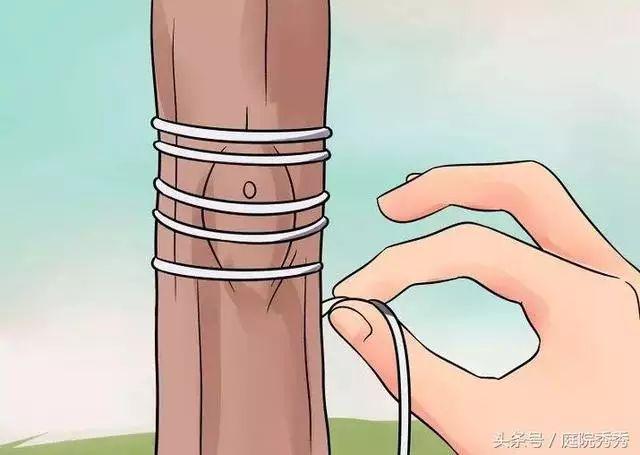 嫁接树苗的方法和技术，苗木嫁接与培育技术（果树最常用的5种嫁接方法！）