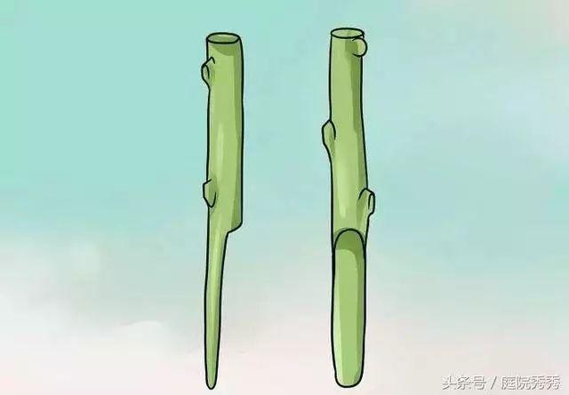 嫁接树苗的方法和技术，苗木嫁接与培育技术（果树最常用的5种嫁接方法！）