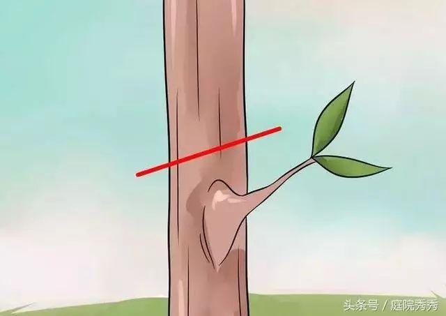 嫁接树苗的方法和技术，苗木嫁接与培育技术（果树最常用的5种嫁接方法！）