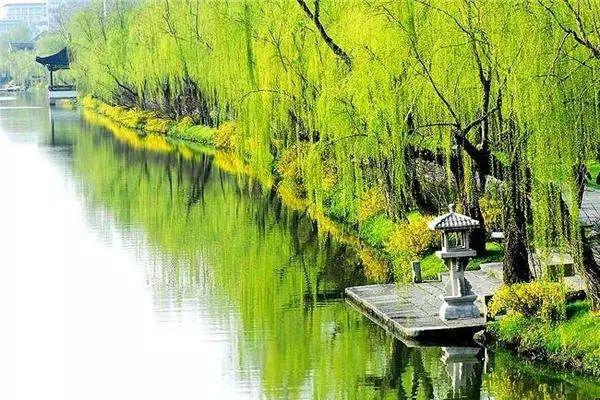 微风轻拂的拂是什么意思，微风轻拂着的意思（关于咏柳的诗词）