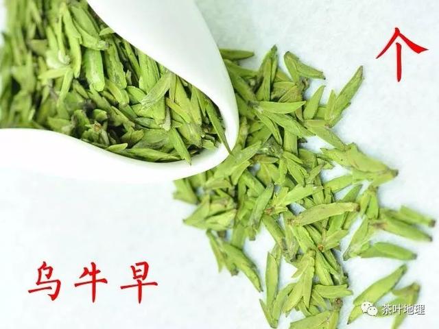 龙井是什么茶，杭州龙井是什么茶（龙井茶到底有多少种香气）