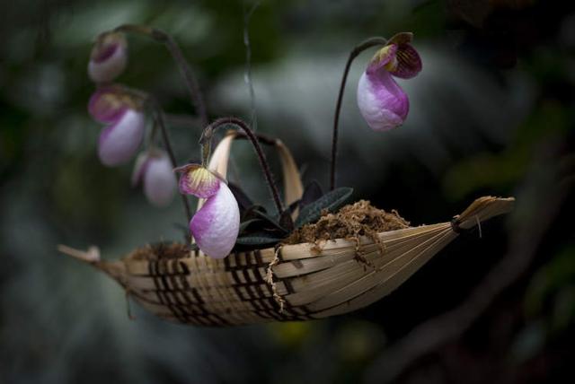 美冠兰价格是多少钱一棵，美冠兰价格是多少钱一棵（美冠兰是什么植物）