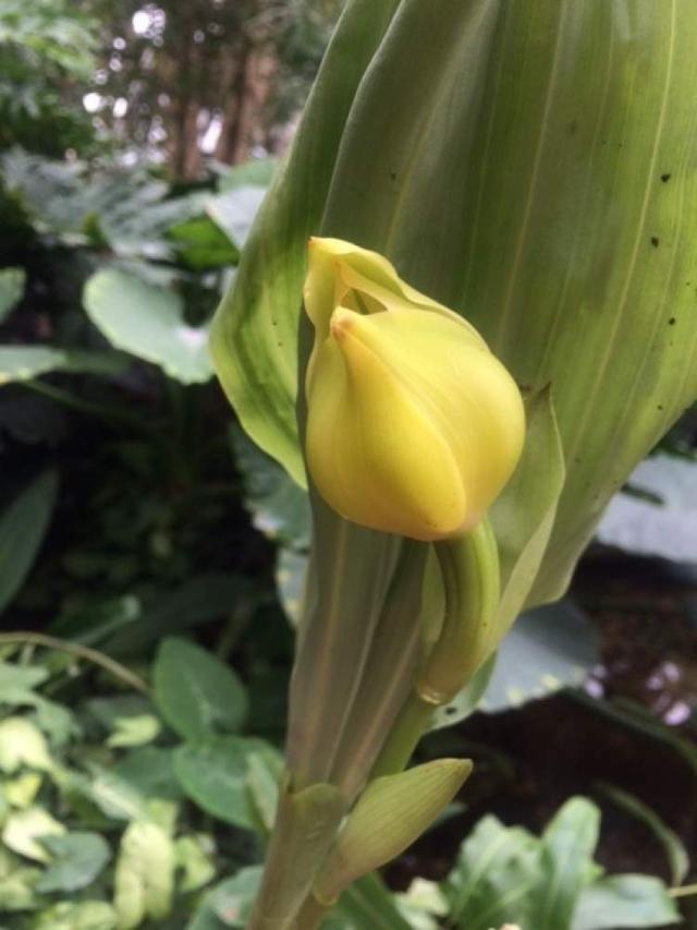 美冠兰价格是多少钱一棵，美冠兰价格是多少钱一棵（美冠兰是什么植物）